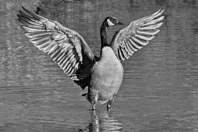 Van Saun Park 2013 0163 (BW)(Canada Goose Wings Spread)   P O'Malley
